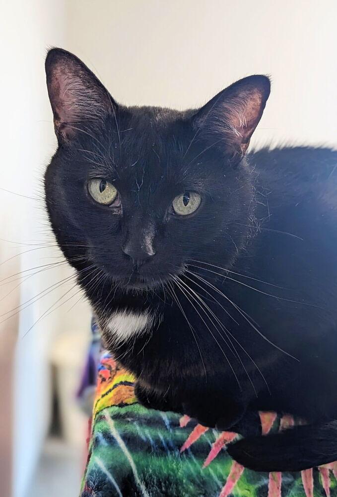 Sis, a Adoptable Domestic Short Hair in Sparta, WI image 2/4
