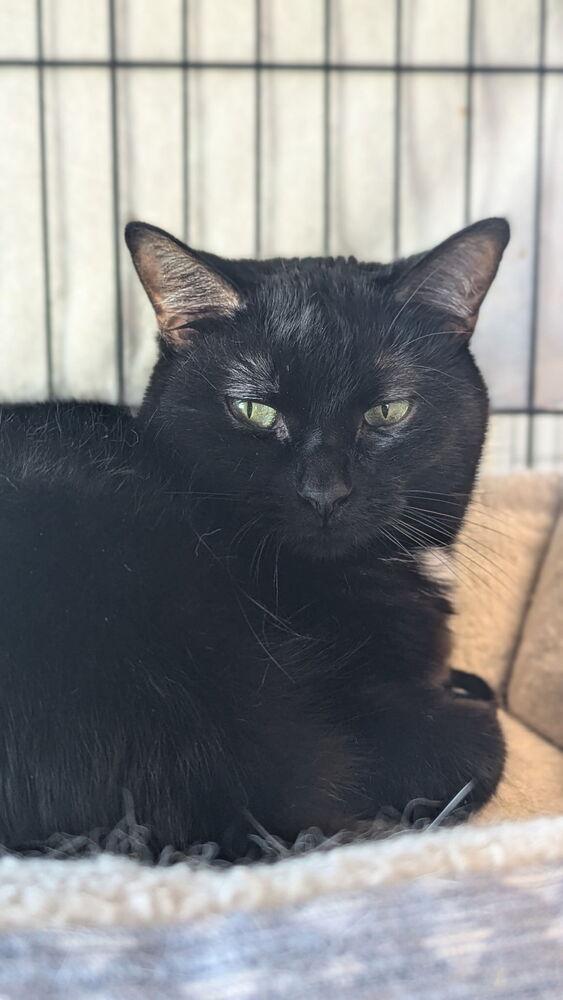 Sis, a Adoptable Domestic Short Hair in Sparta, WI image 3/4