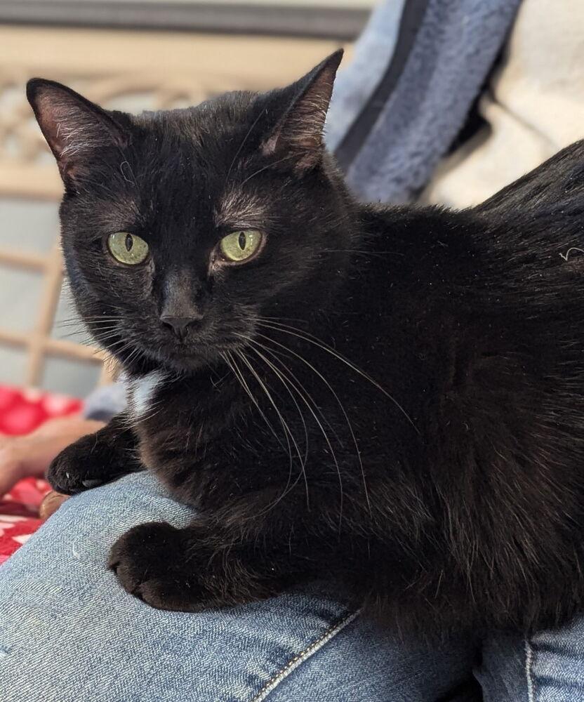 Sis, a Adoptable Domestic Short Hair in Sparta, WI image 4/4