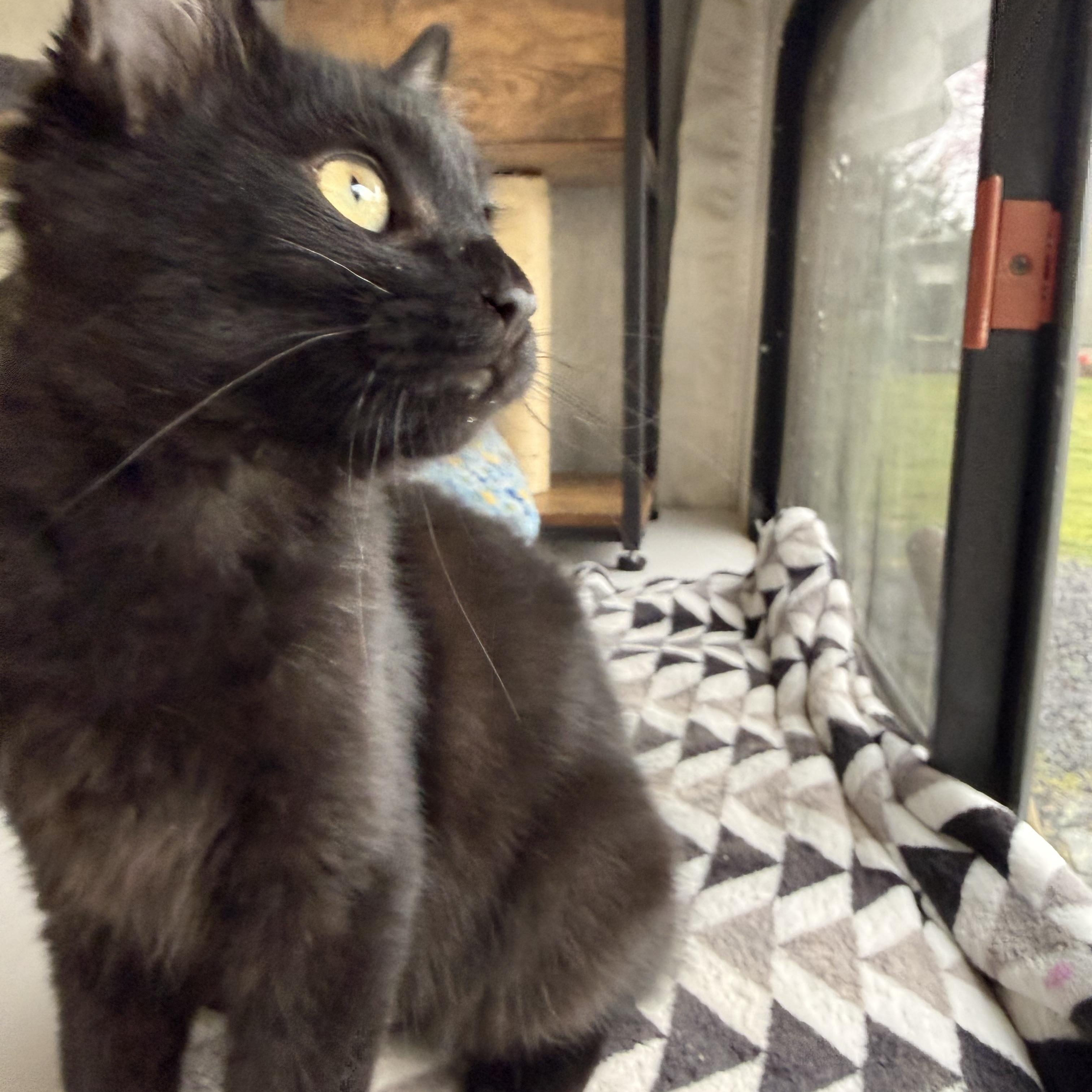 Enlarge Tater, a Adoptable Domestic Medium Hair in Eugene, OR image 2/4