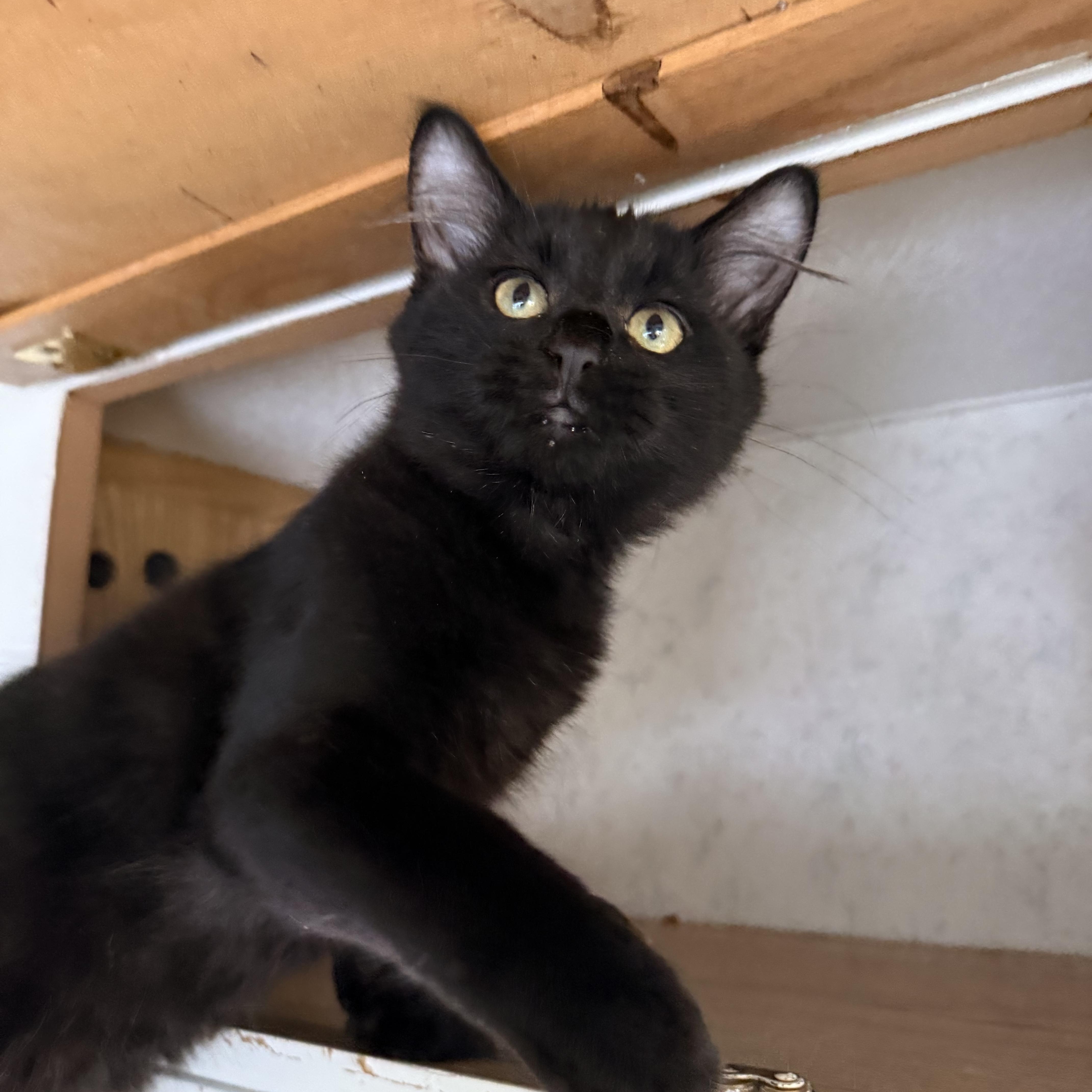 Enlarge Tater, a Adoptable Domestic Medium Hair in Eugene, OR image 4/4