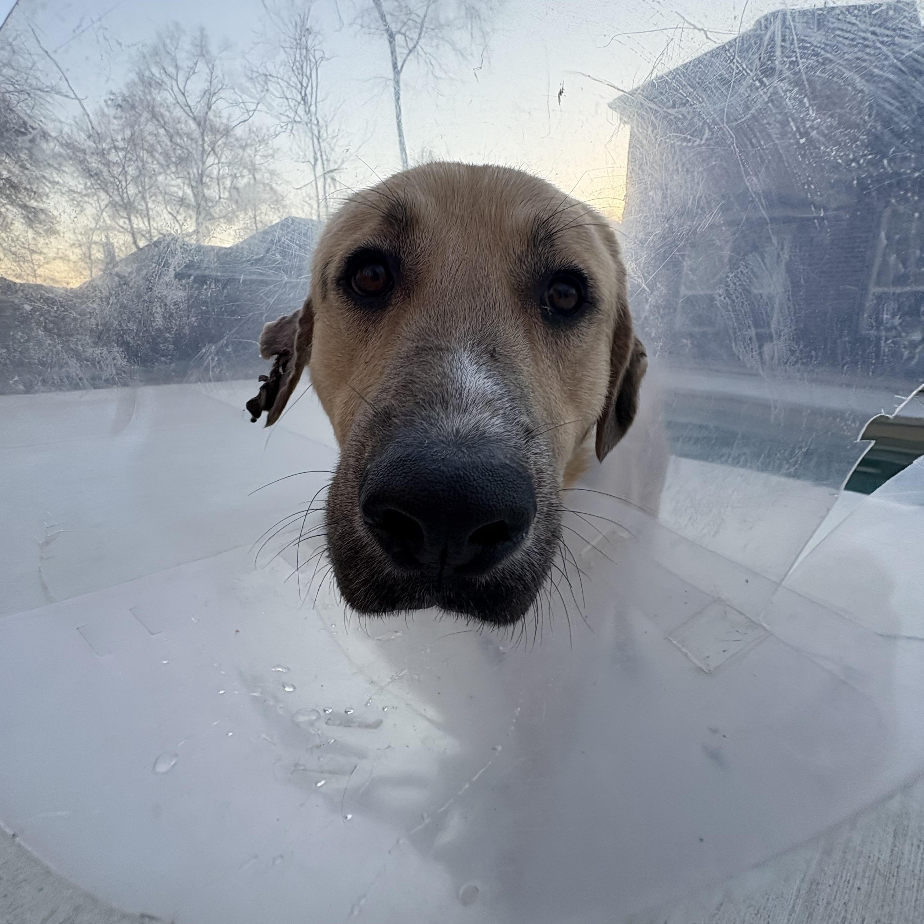 Barron — thumbnail 2