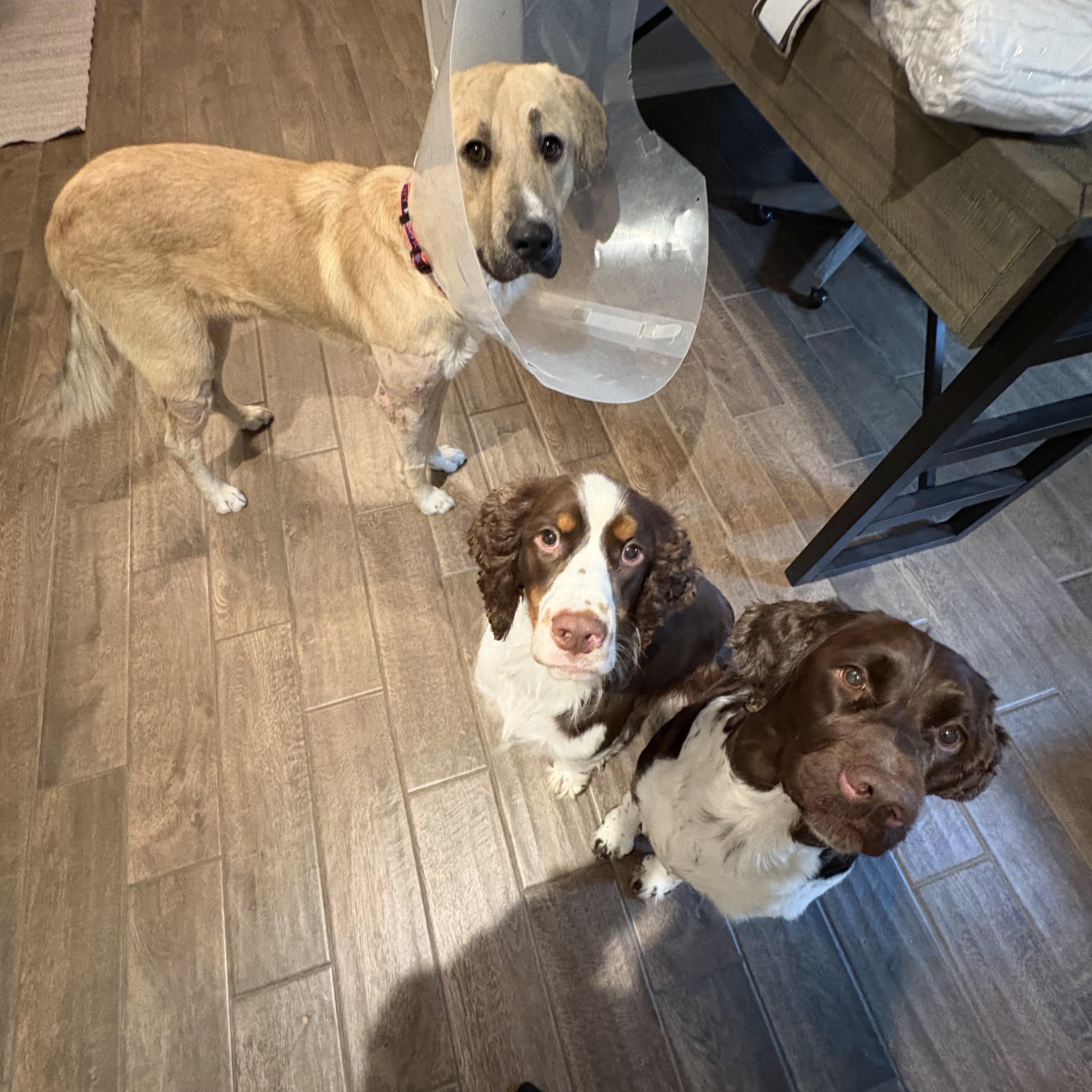 Barron — thumbnail 3