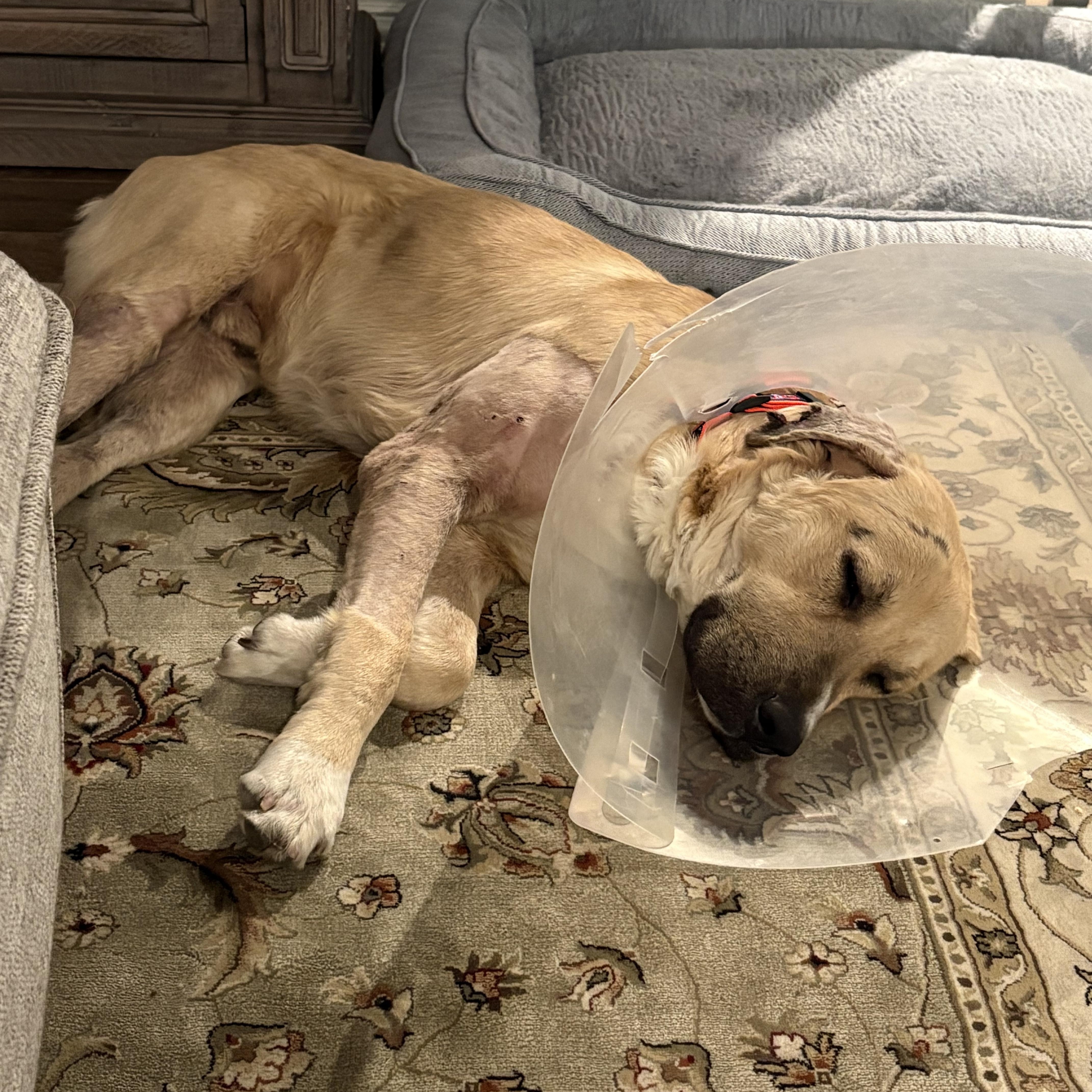 Barron — thumbnail 6