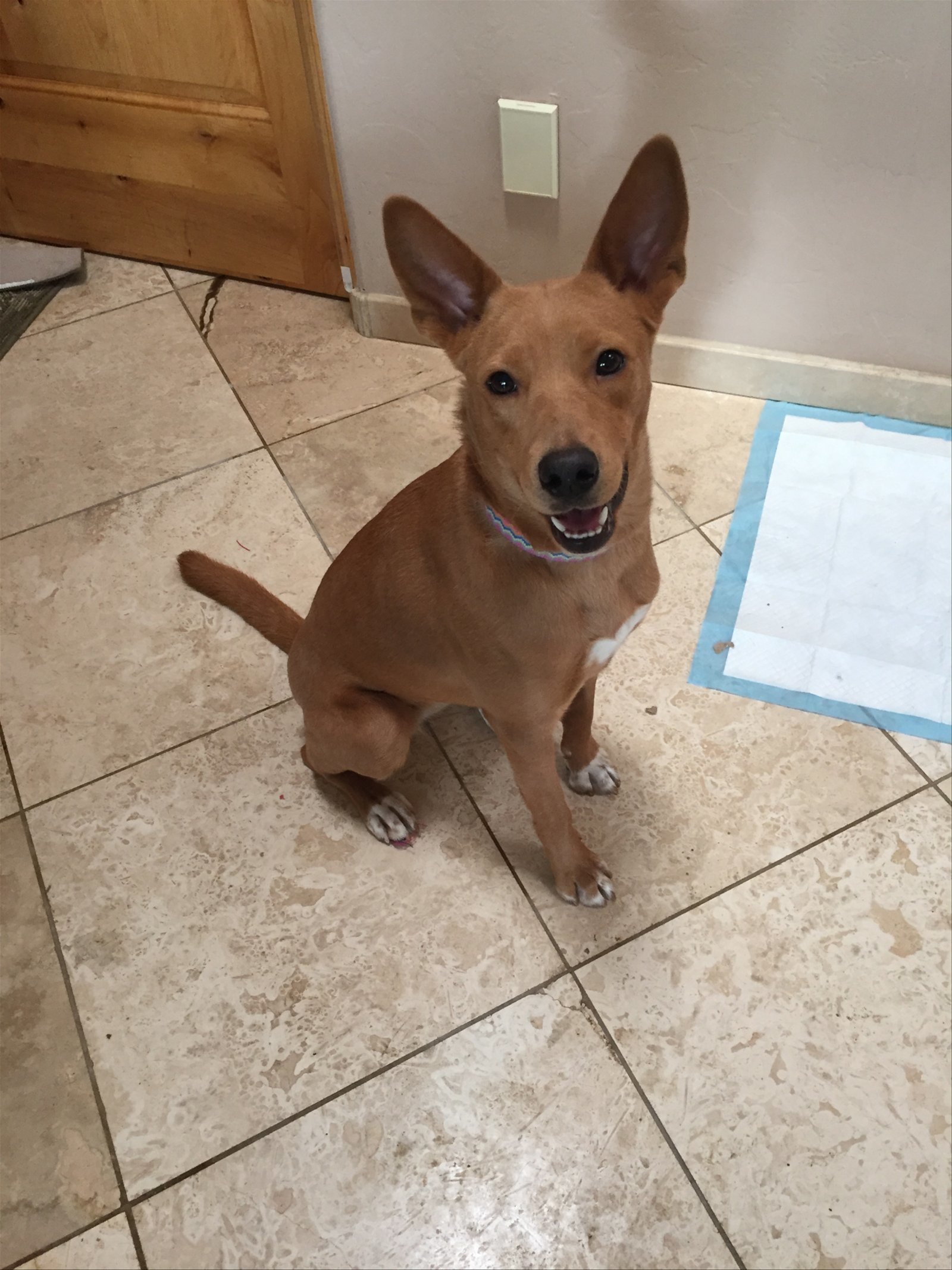 GYPSY, a Adoptable Carolina Dog in Oro Valley, AZ image 3/6