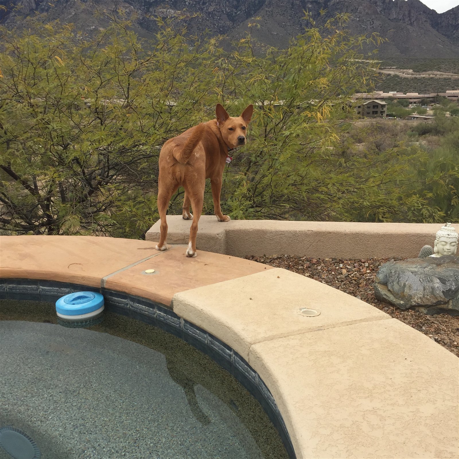 GYPSY, a Adoptable Carolina Dog in Oro Valley, AZ image 4/6