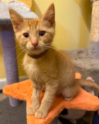 Riot, ADOPTABLE, Kitten Male Domestic Short Hair.