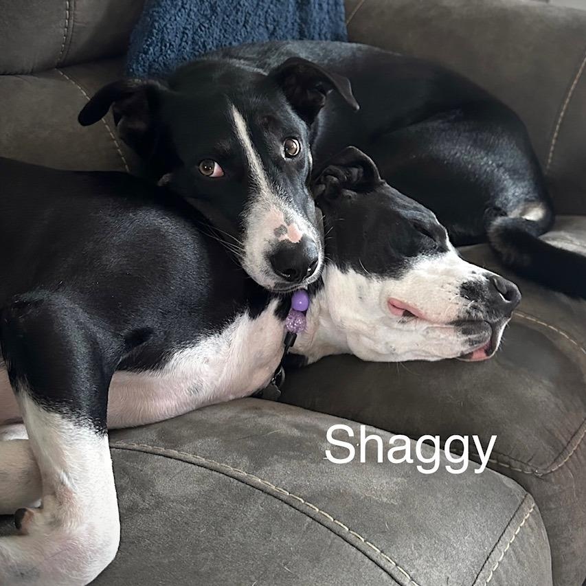 Enlarge Shaggy, a Adoptable mixed breed in Kansas City, MO image 1/6