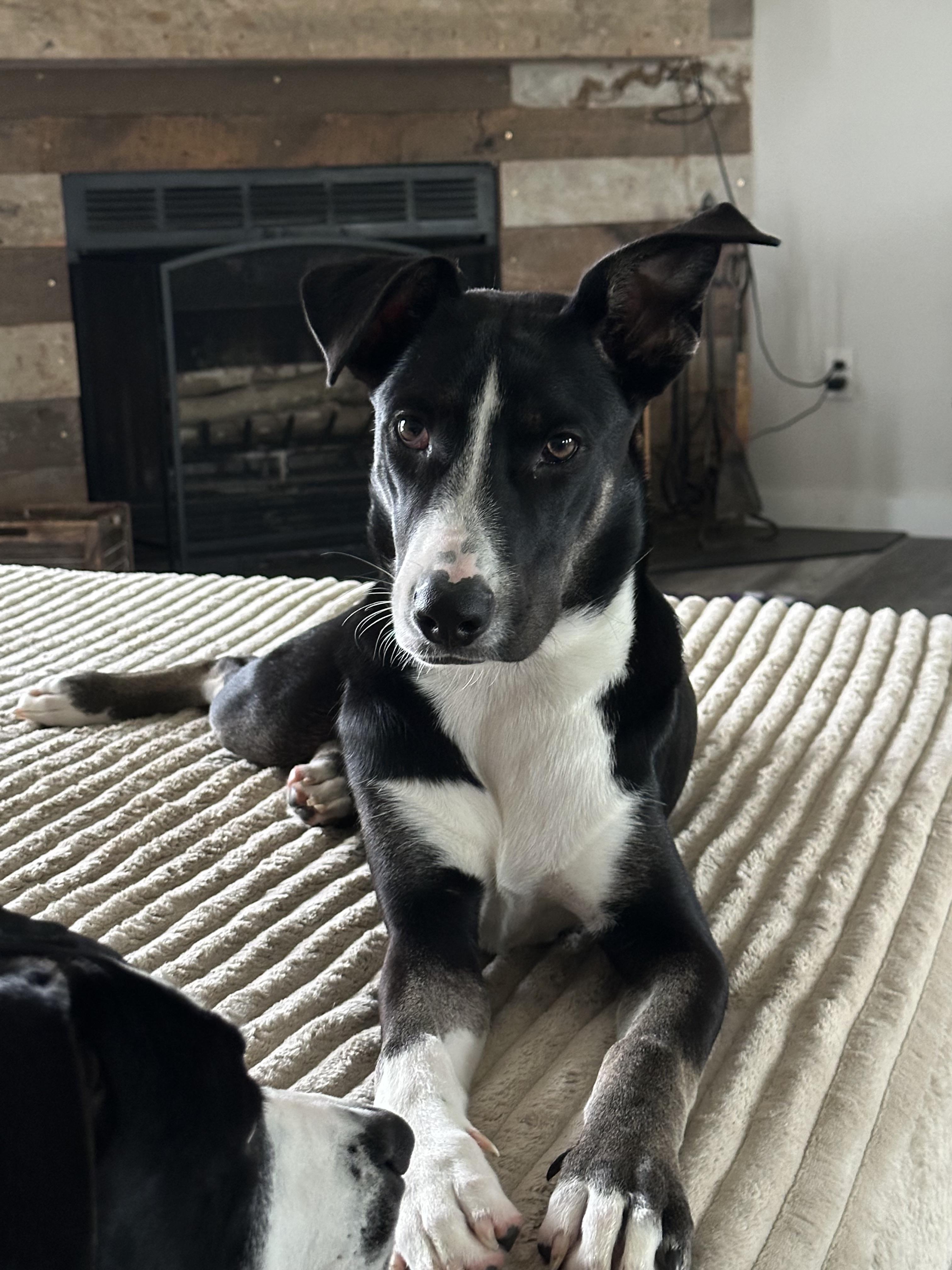 Shaggy, Young Male Pit Bull Terrier