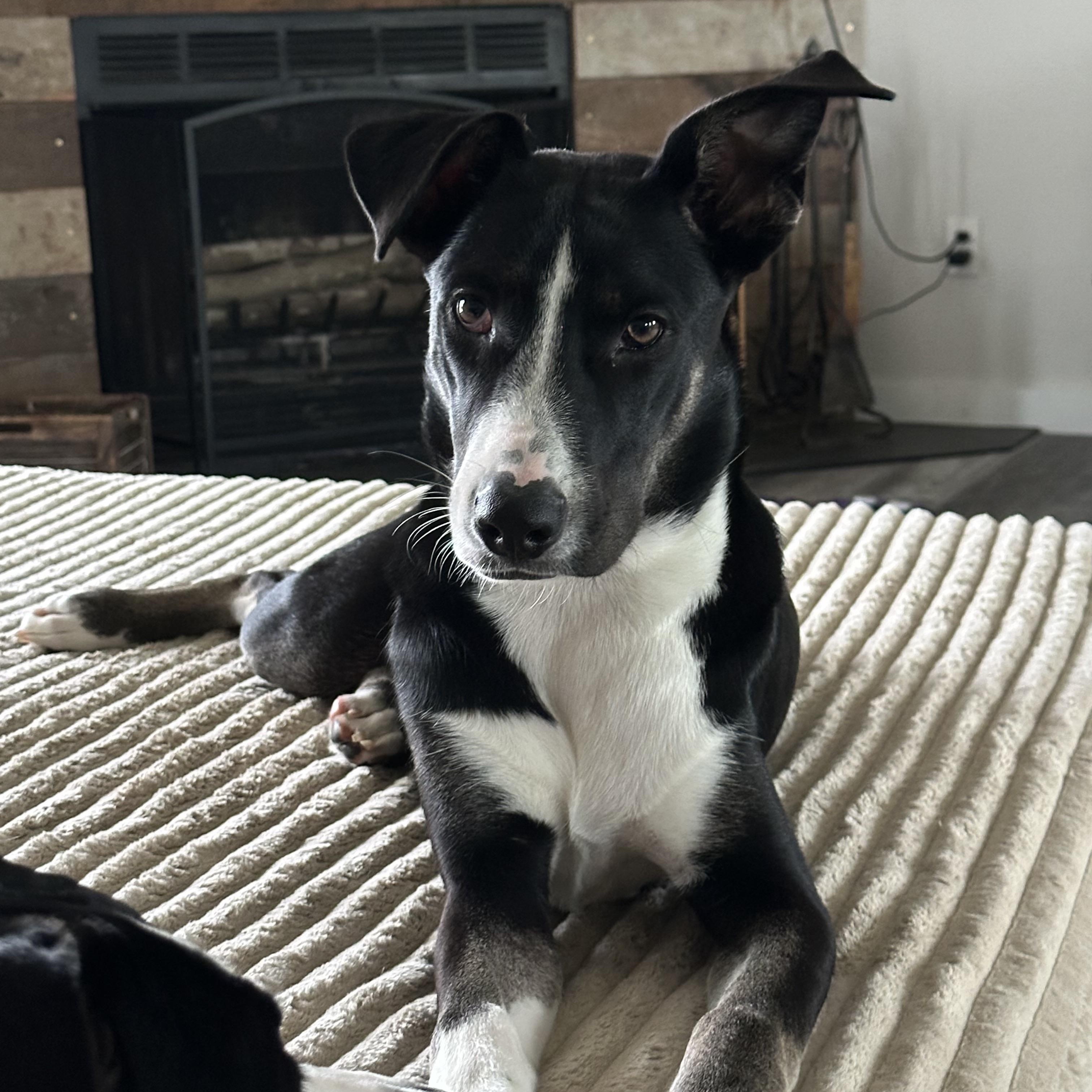 Enlarge Shaggy, a Adoptable mixed breed in Kansas City, MO image 1/4