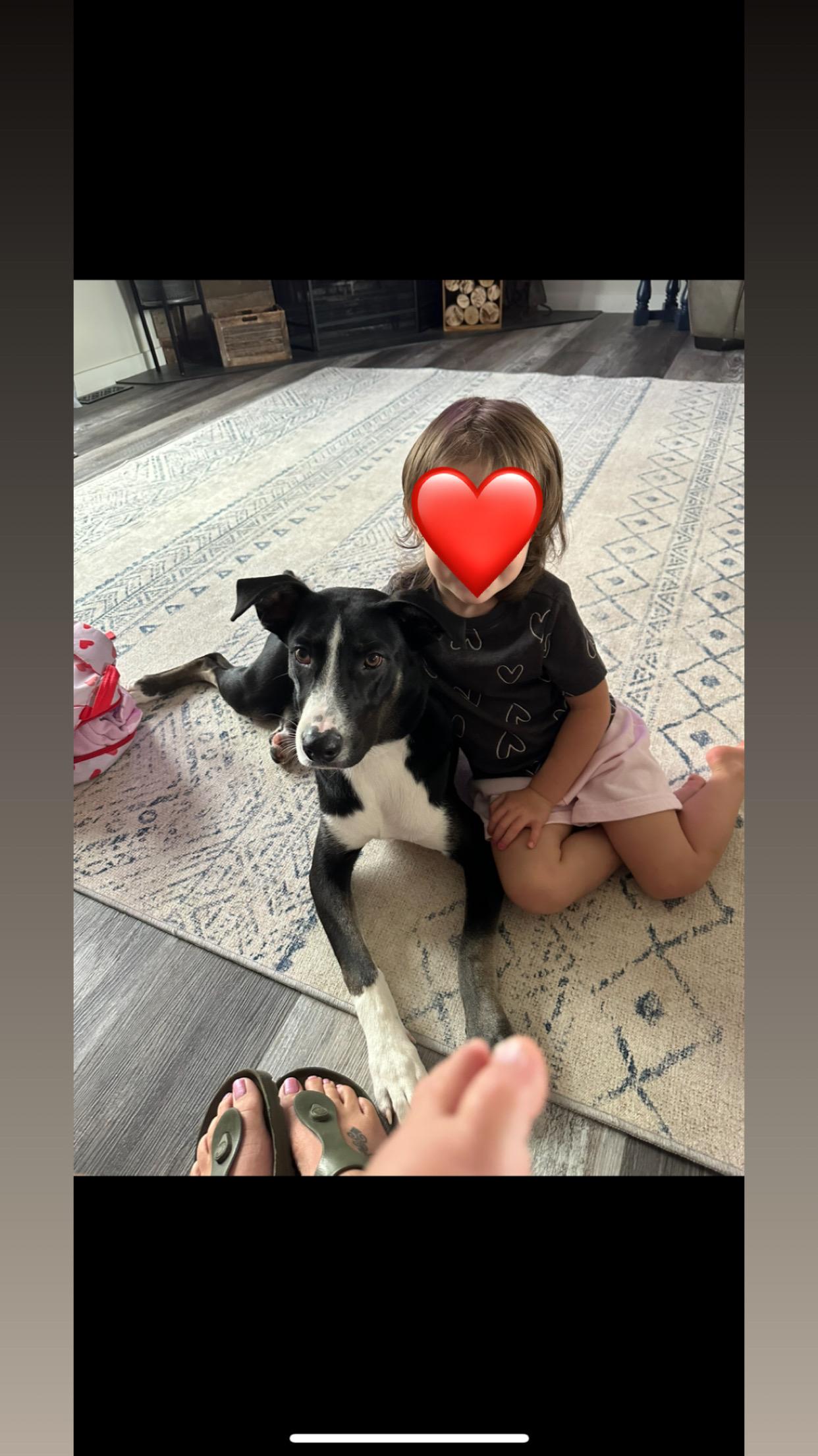 Enlarge Shaggy, a Adoptable mixed breed in Kansas City, MO image 2/4