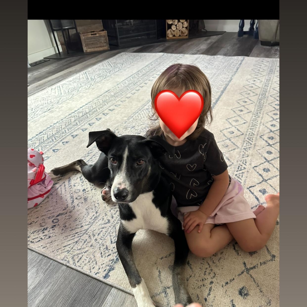 Enlarge Shaggy, a Adoptable mixed breed in Kansas City, MO image 3/6