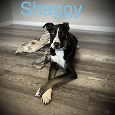 Enlarge Shaggy, a Adoptable mixed breed in Kansas City, MO image 5/6