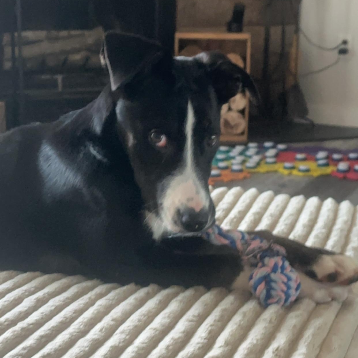 Enlarge Shaggy, a Adoptable mixed breed in Kansas City, MO image 6/6