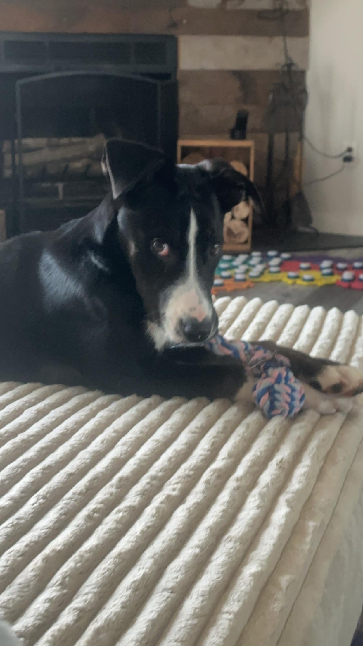 Enlarge Shaggy, a Adoptable mixed breed in Kansas City, MO image 3/4