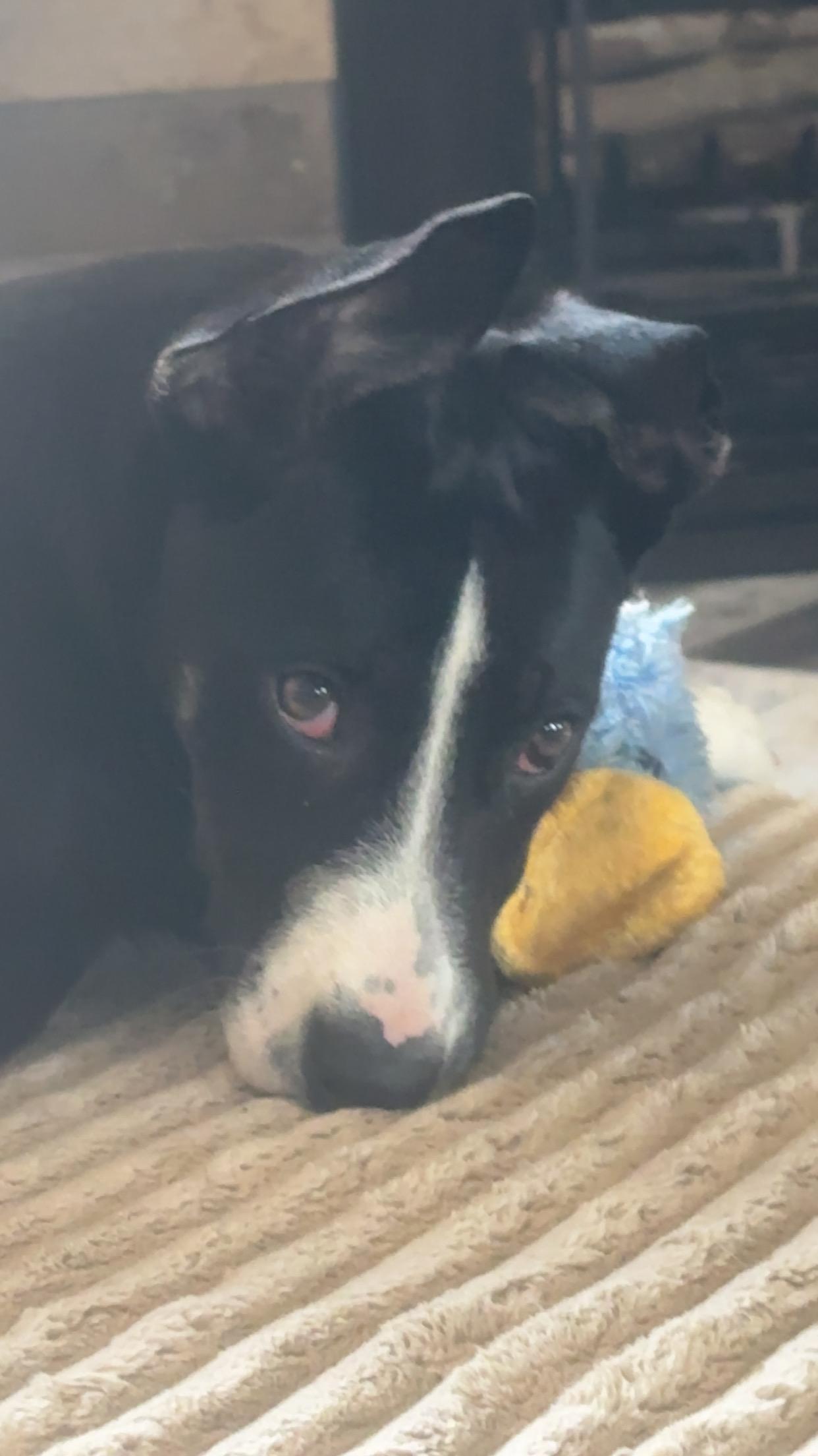 Enlarge Shaggy, a Adoptable mixed breed in Kansas City, MO image 4/4