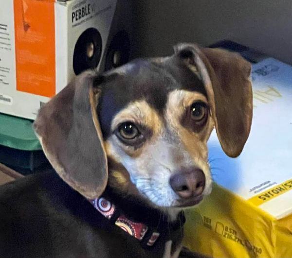 Enlarge Rihanna, a Adopted mixed breed in Indianapolis, IN image 1/4