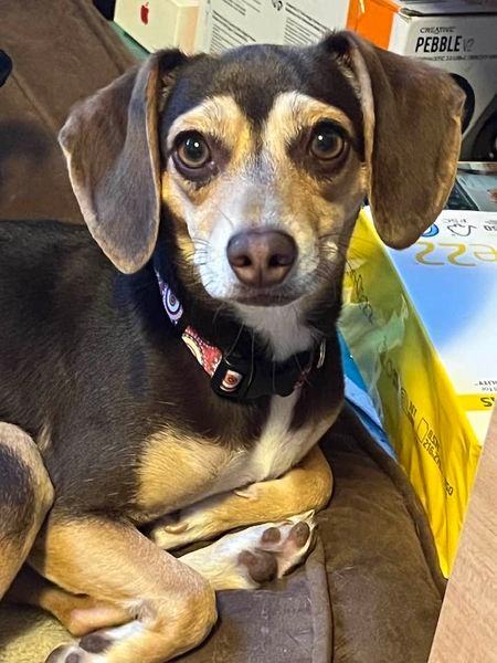 Enlarge Rihanna, a Adopted mixed breed in Indianapolis, IN image 2/4