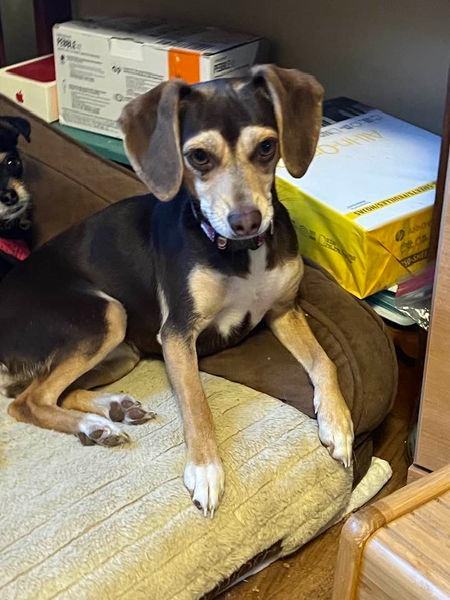 Enlarge Rihanna, a Adopted mixed breed in Indianapolis, IN image 3/4