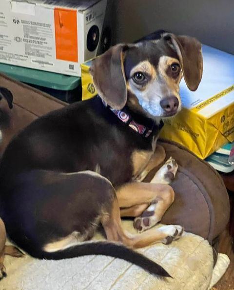 Enlarge Rihanna, a Adopted mixed breed in Indianapolis, IN image 4/4