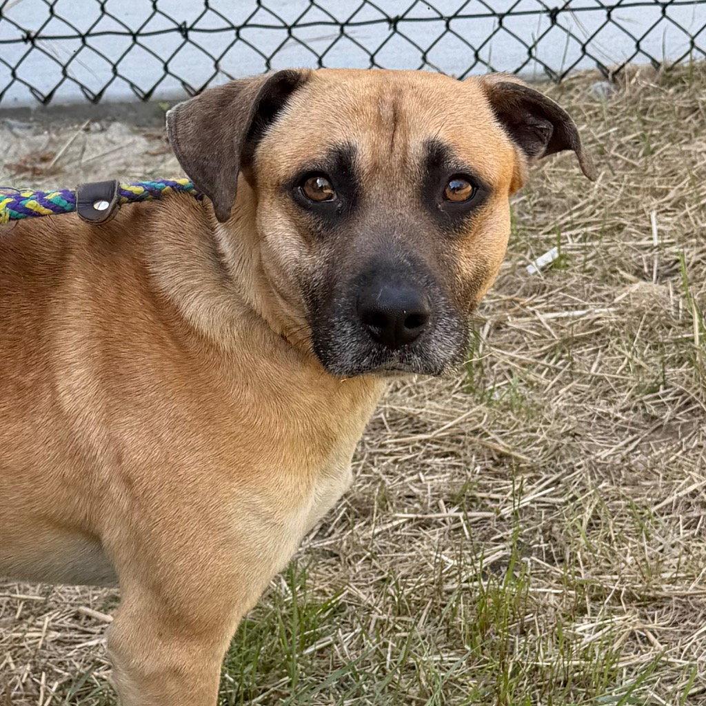 26-161 Bjorn, Adoptable, Adult Male Terrier.