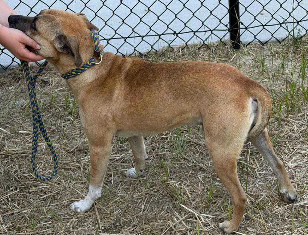 Enlarge 26-161 Bjorn, a Adoptable Terrier in Tarboro, NC image 2/3