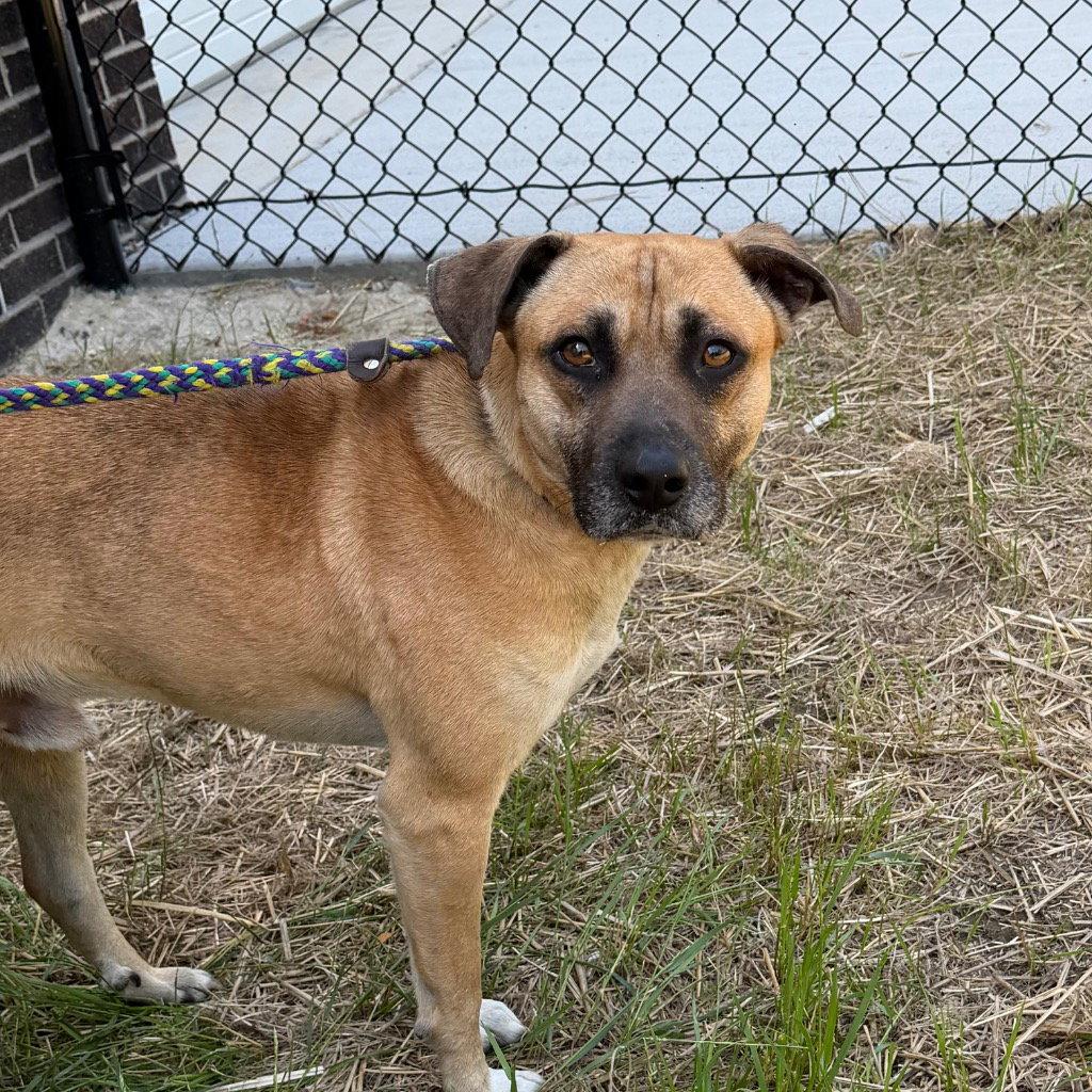 Enlarge 26-161 Bjorn, a Adoptable Terrier in Tarboro, NC image 3/3
