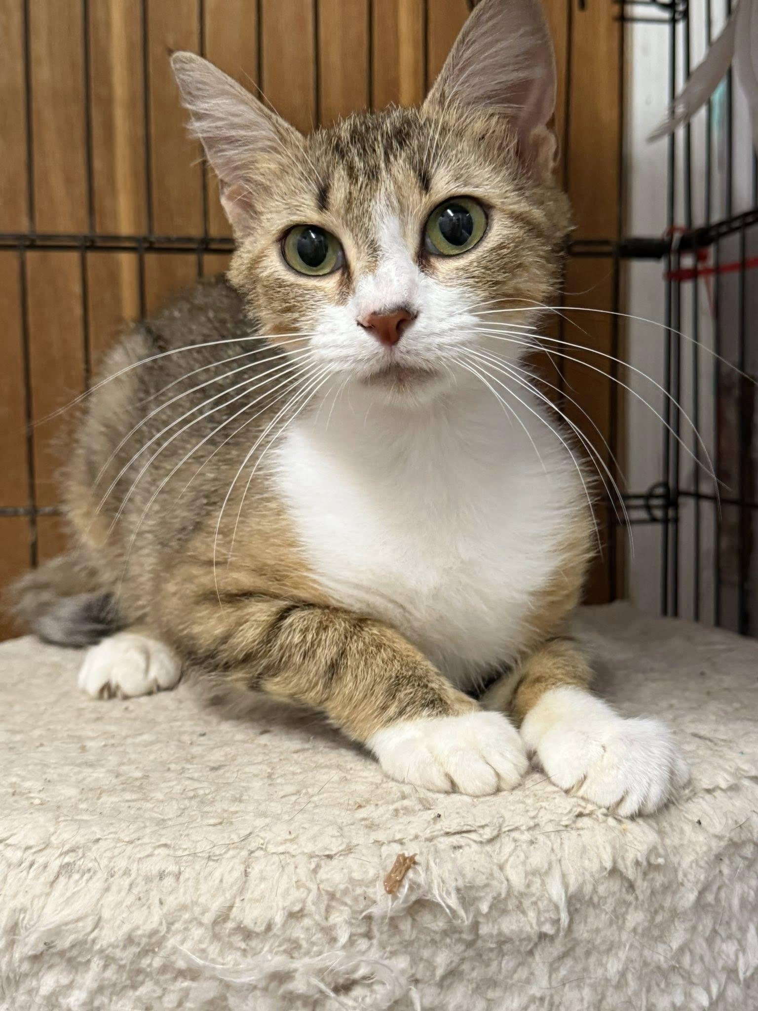 Picnic, Adult Female Domestic Short Hair