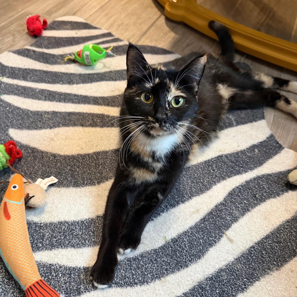 Evermore, Adoptable, Adult Female Domestic Short Hair.