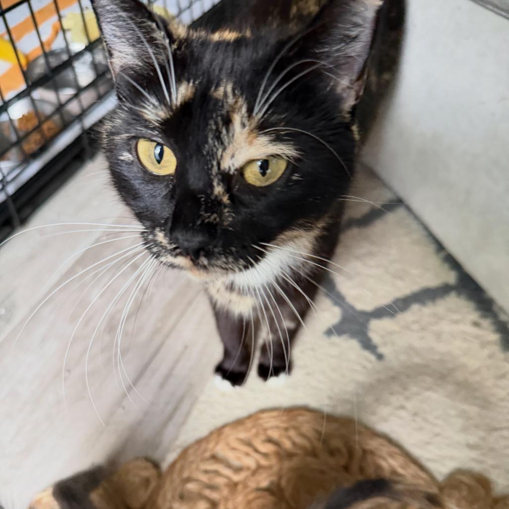 Enlarge Evermore, a Adoptable Domestic Short Hair in Juno Beach, FL image 2/4