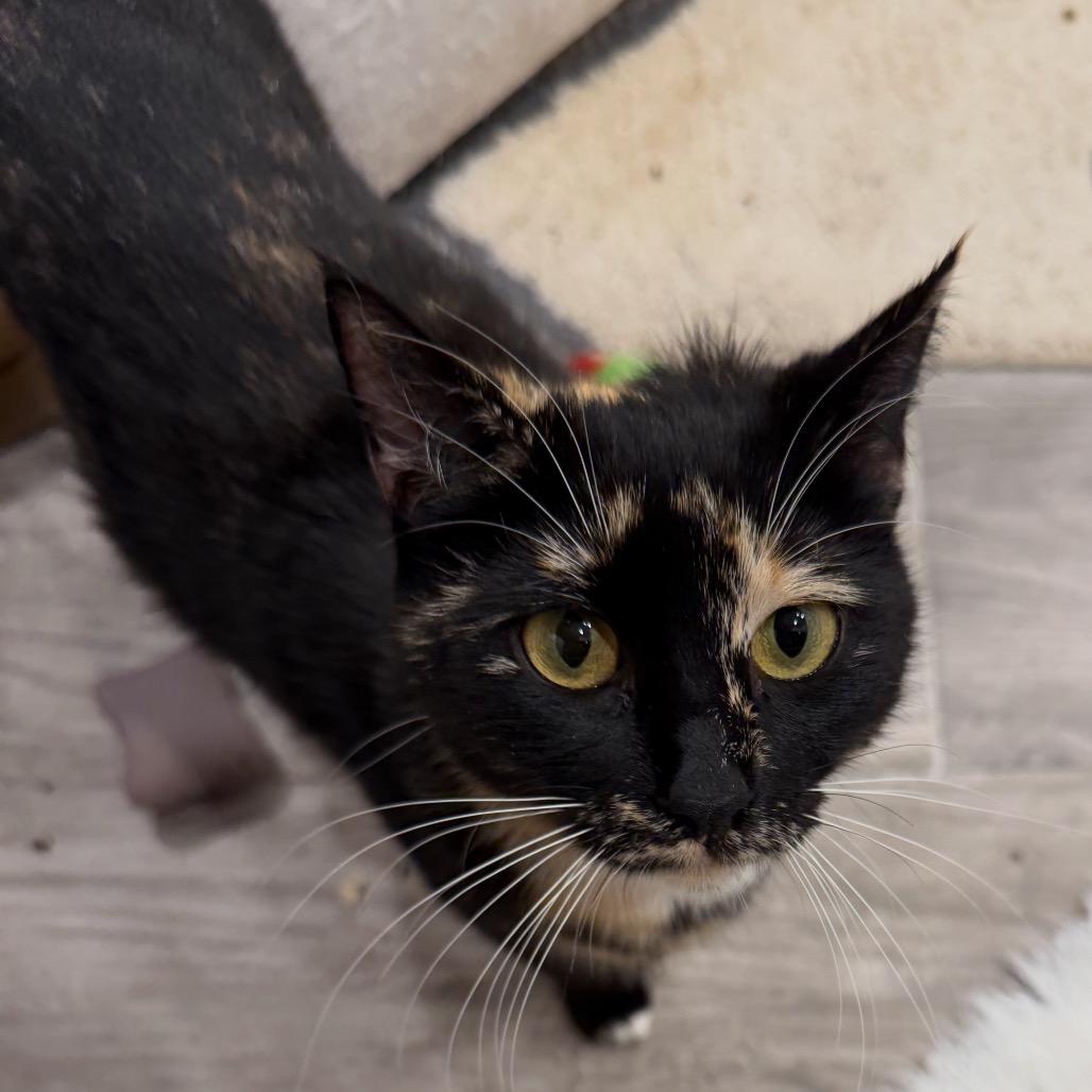 Enlarge Evermore, a Adoptable Domestic Short Hair in Juno Beach, FL image 3/4