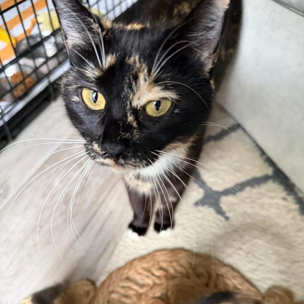 Enlarge Evermore, a Adoptable Domestic Short Hair in Juno Beach, FL image 4/4