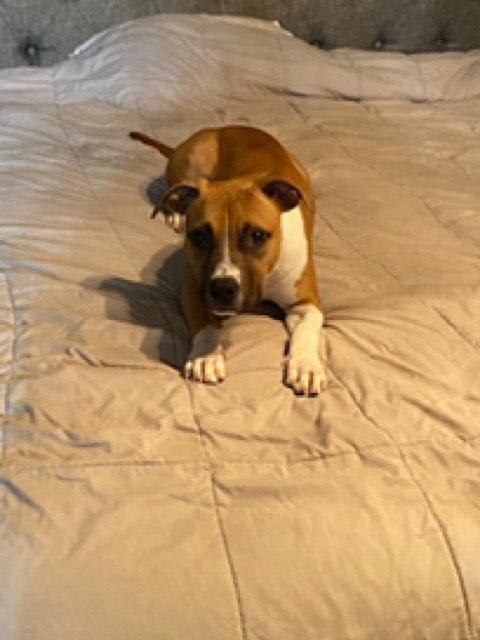 Enlarge Jessie, a Adopted mixed breed in Arlee, MT image 4/6