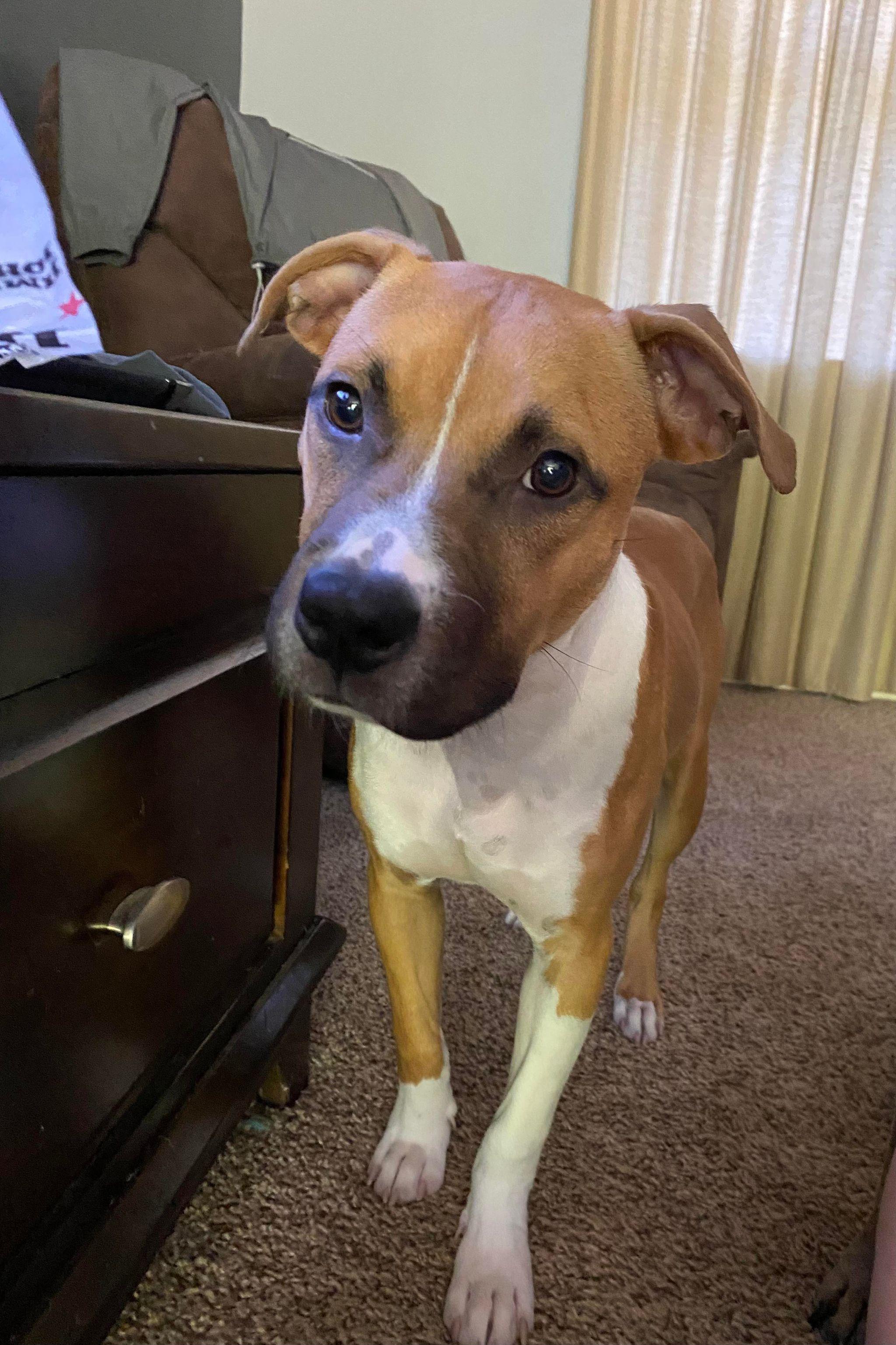 Enlarge Jessie, a Adopted mixed breed in Arlee, MT image 6/6