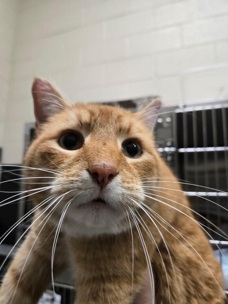 2026-01-161  *Citrus*, Adoptable, Adult Male Domestic Short Hair.