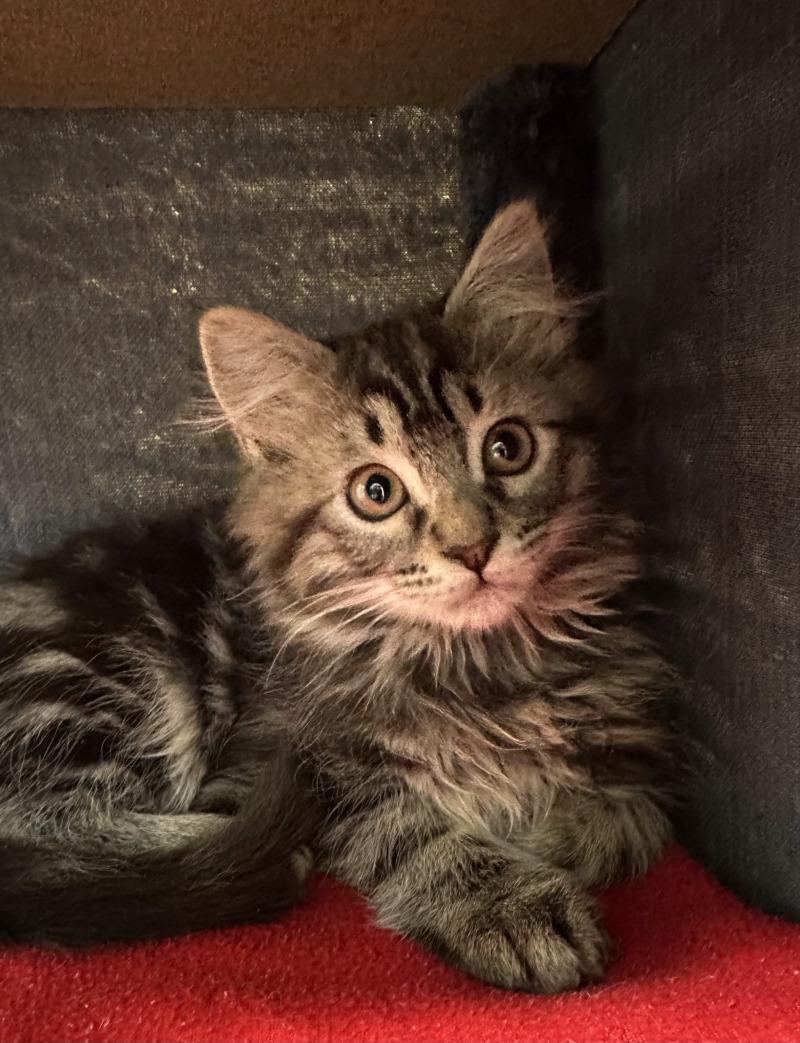 Blitzen, Adoptable, Young Male Domestic Short Hair & Domestic Short Hair.