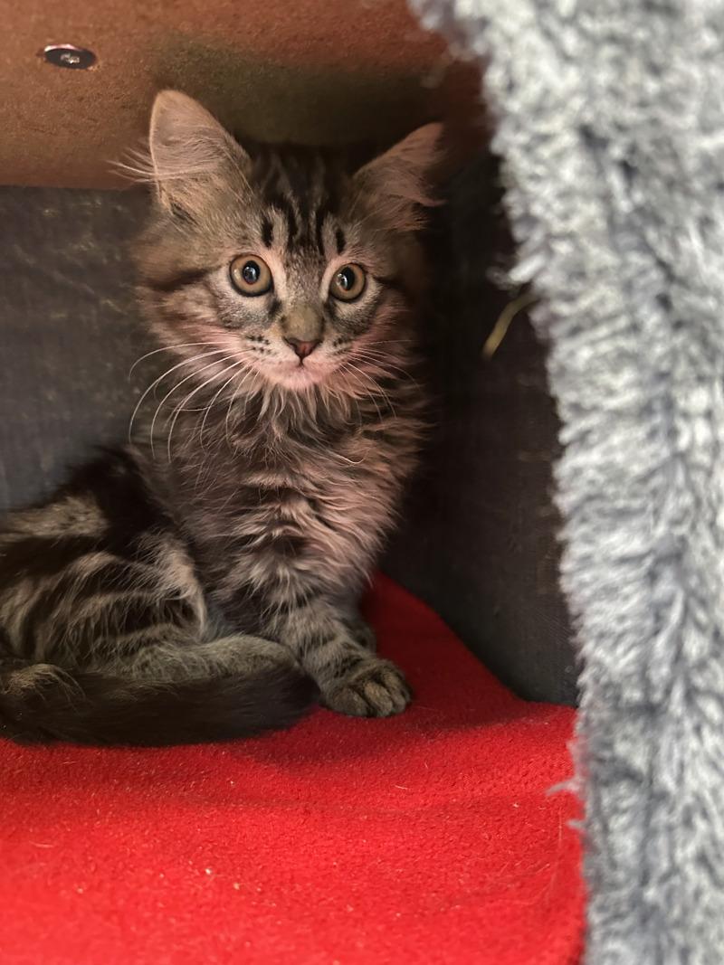 Enlarge Blitzen, a Adoptable mixed breed in Haines, AK image 2/2