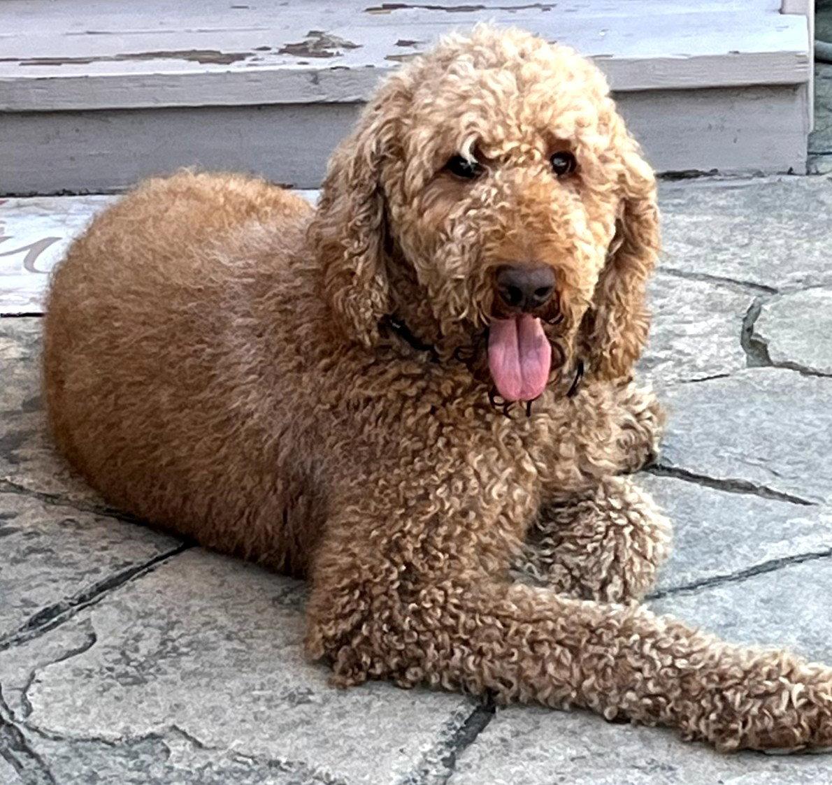 Enlarge Rebel Hunter, a Adoptable Standard Poodle in Berwick, PA image 2/2