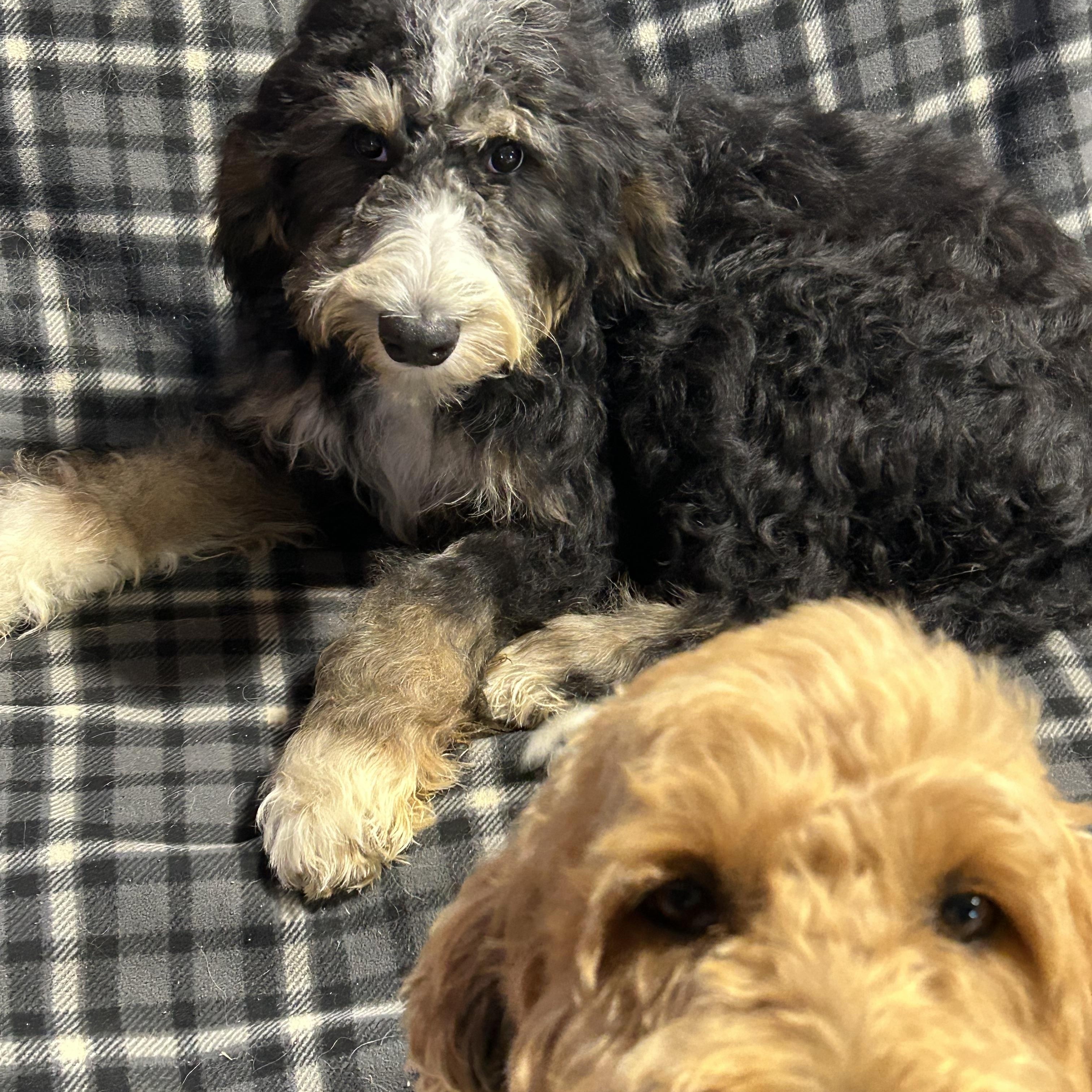 Norma, a Adoptable Bernedoodle in Maumee , OH image 5/5