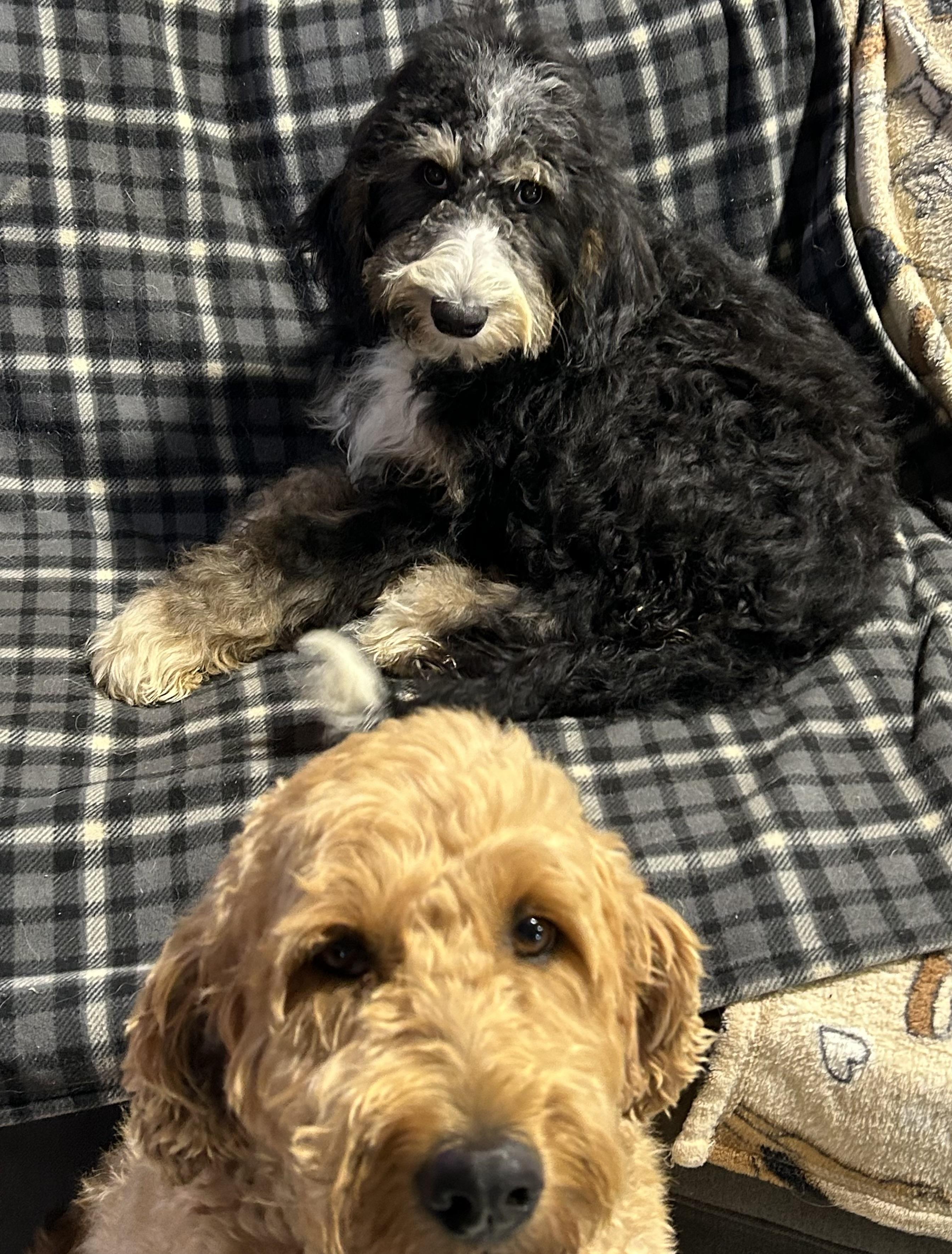 Norma, Adoptable, Puppy Female Bernedoodle.