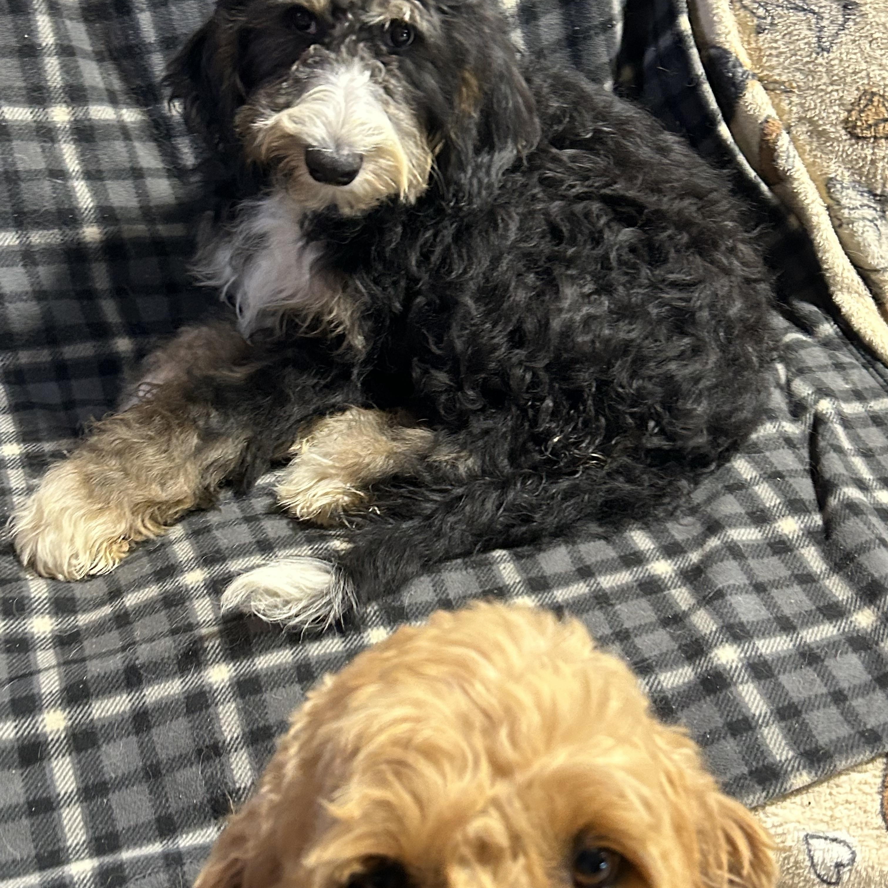 Norma, a Adoptable Bernedoodle in Maumee , OH image 4/5