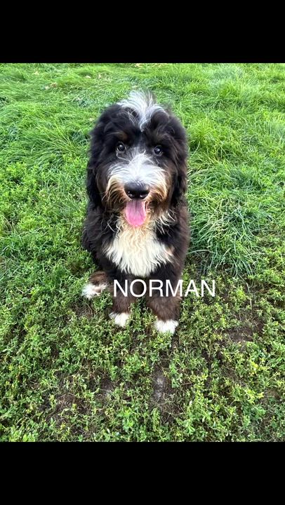 Enlarge Norma, a Adoptable Bernedoodle in Maumee , OH video 2/5