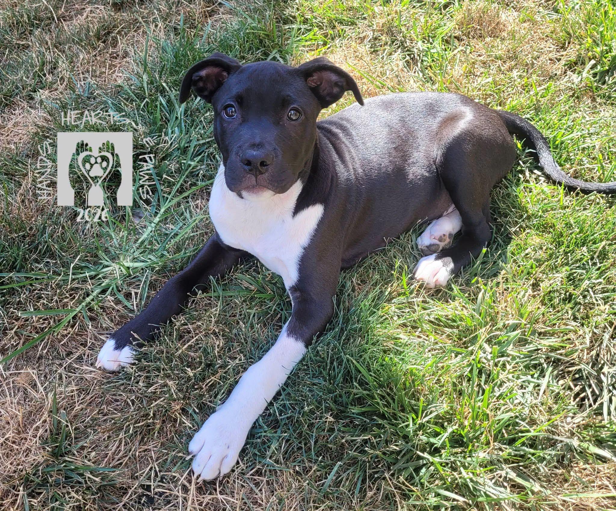 Ham, a Adoptable mixed breed in Omaha, NE image 4/5