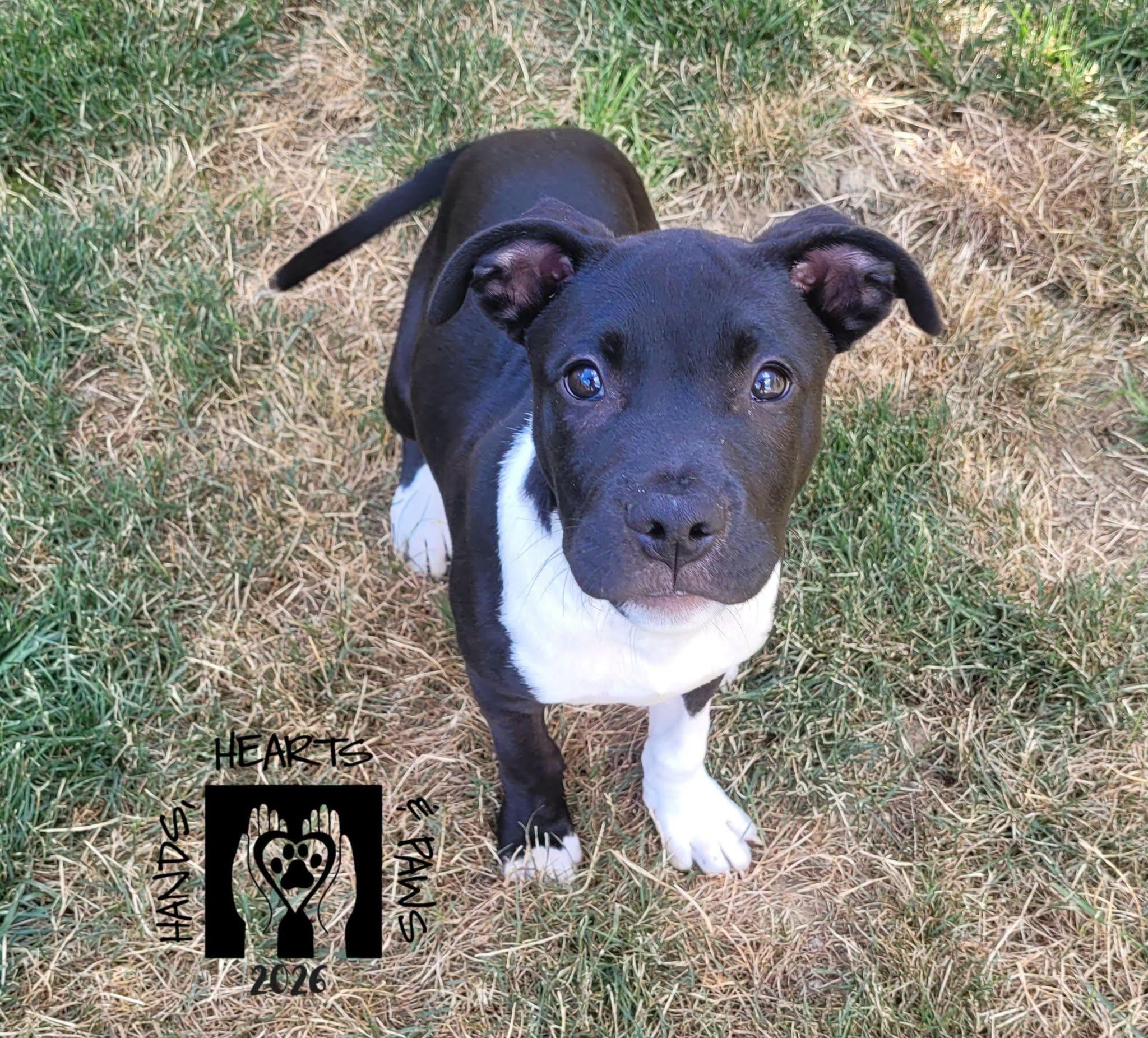 Ham, a Adoptable mixed breed in Omaha, NE image 5/5