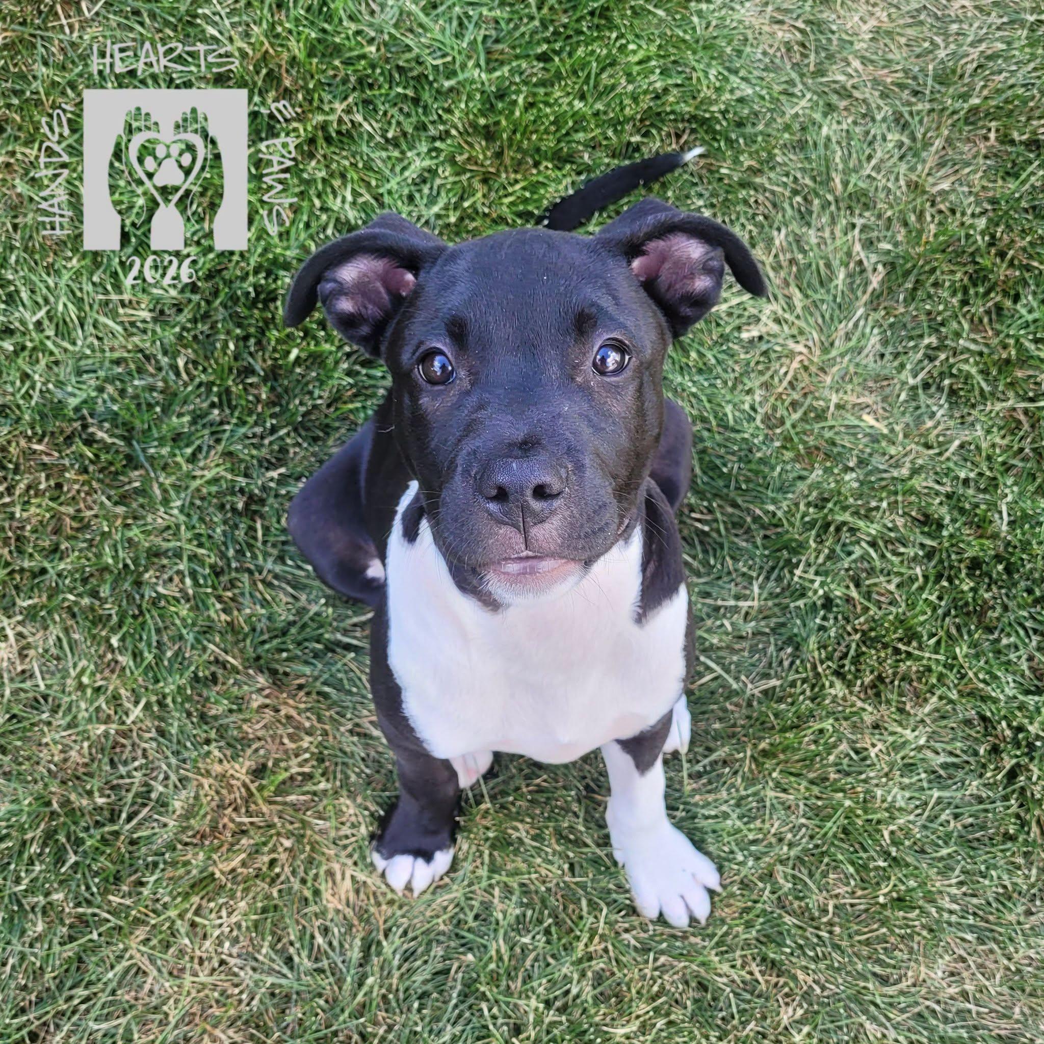 Ham, a Adoptable mixed breed in Omaha, NE image 1/5