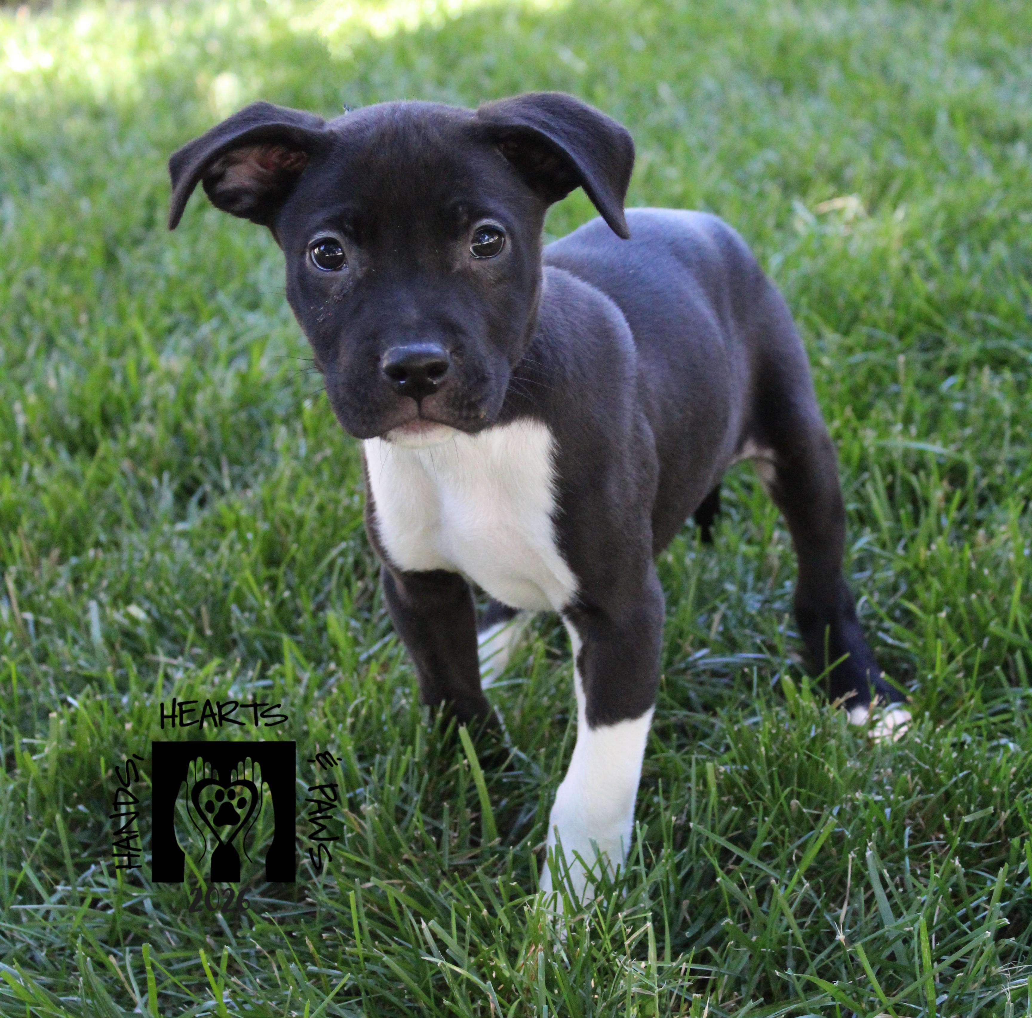 Ham, Adoptable, Puppy Male Labrador Retriever & Shepherd.