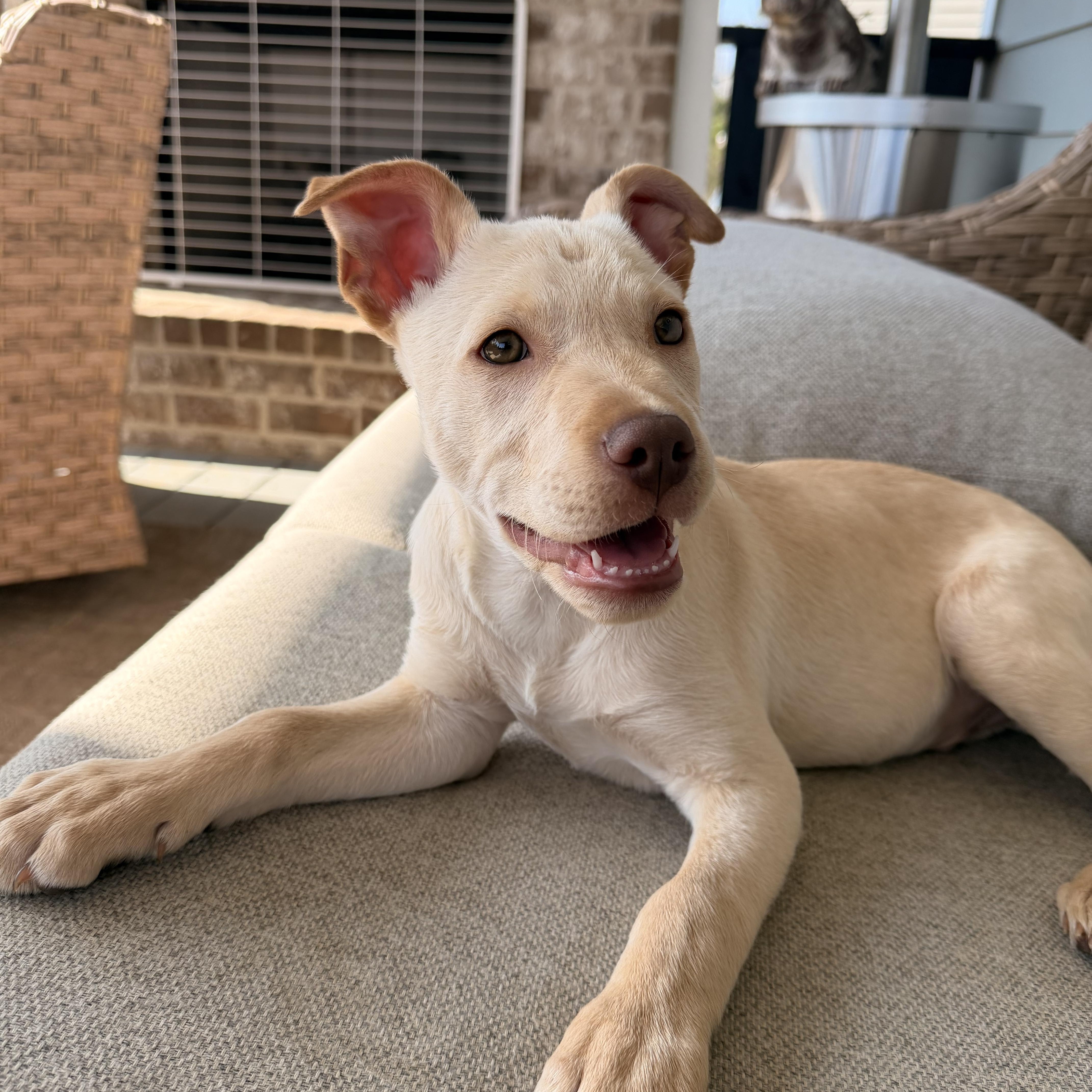 Enlarge Powder, an adopted mixed breed in Roswell, GA image 3/3