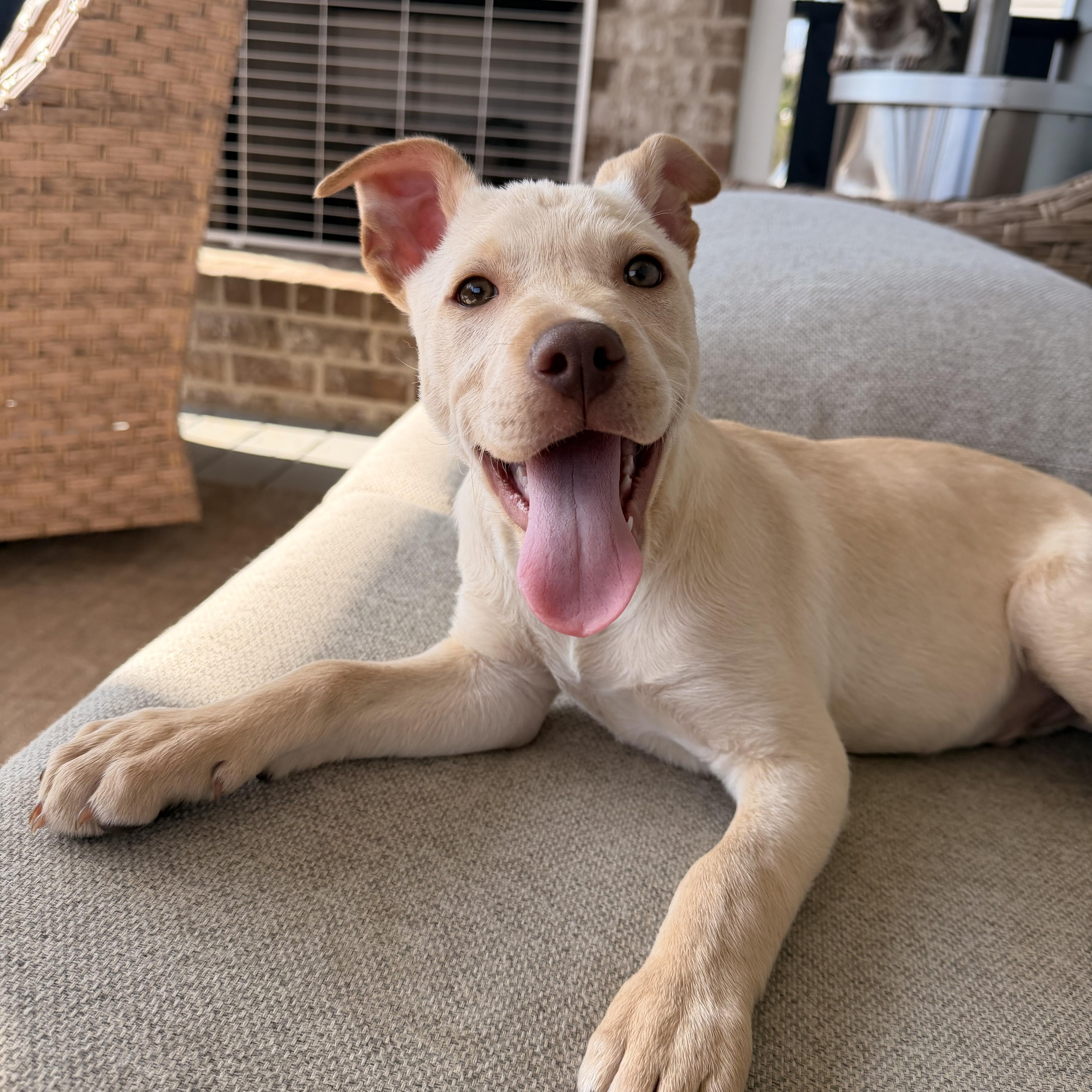 Powder, adopted, Puppy Male Labrador Retriever.
