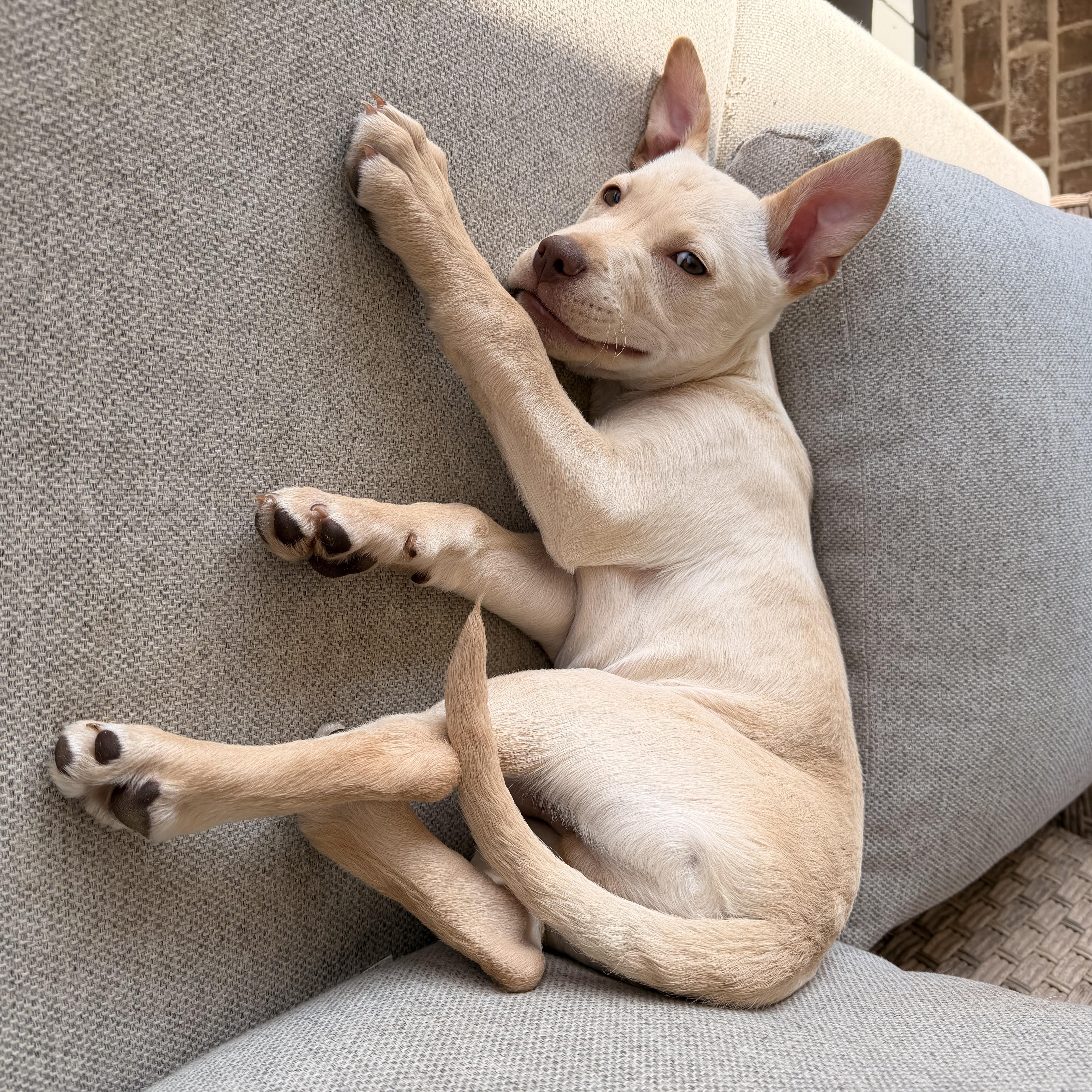 Enlarge Powder, an adopted mixed breed in Roswell, GA image 2/3