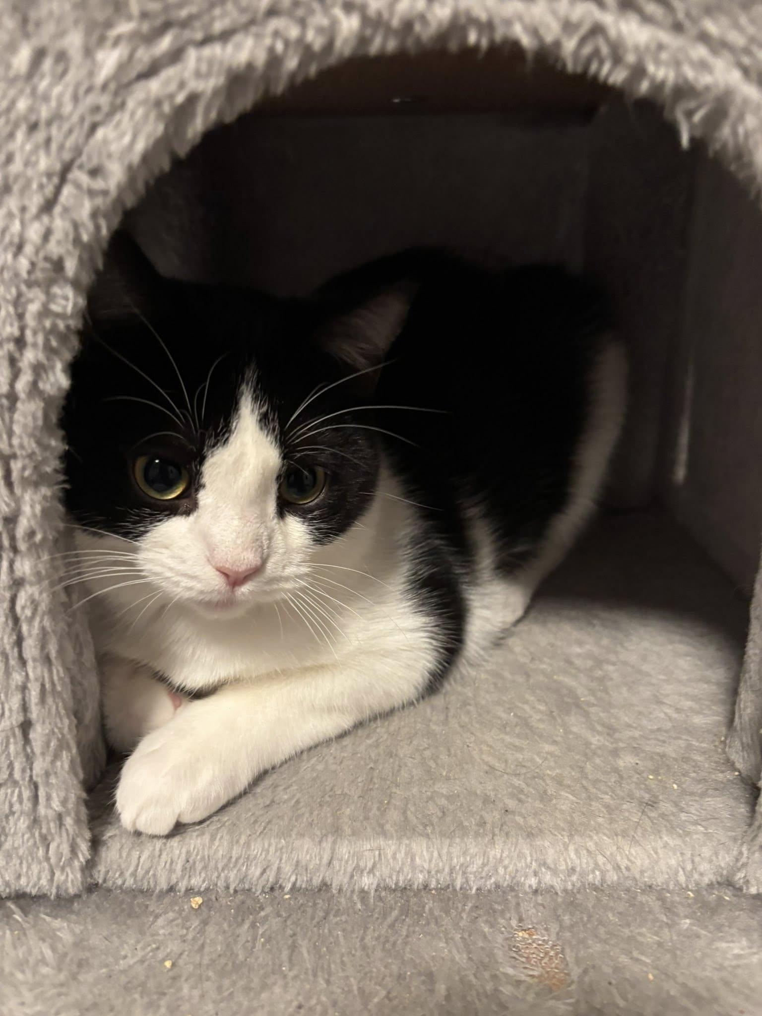 Enlarge Tiffany, a ADOPTABLE Domestic Short Hair in Spencerville, ON image 5/6